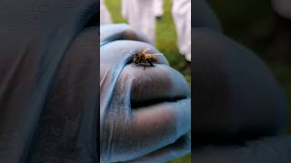 Beautiful BEE LANDED on me! #honeybee #honeybees #beehive #beehives #bees #beekeeper #beekeeping