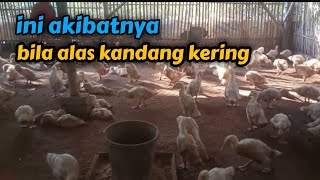 ini dampaknya bila alas kandang kering || bebek pedaging