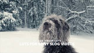 Film Cold Looks Professional Tones LUTs for Sony Slog Videos