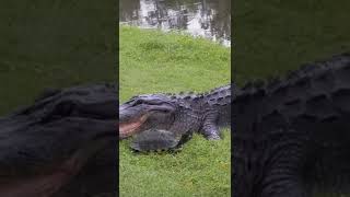 ALLIGATOR Eats Turtle - Not Today MOFO #shorts