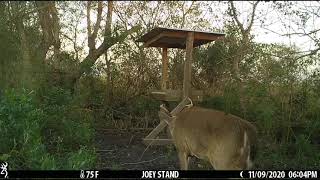 Louisiana MARSH deer. NEW bucks, and PIGS. BUCK DOWN.