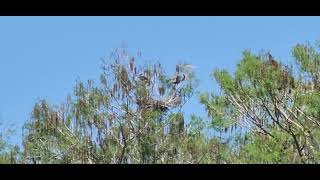 Great Blue Herons nest on Bald Cypress trees.