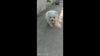 Dog funny videos  Cute puppy videos Animal funny videos