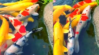 Cantik banget ikan emas koki di kolam depan minimalis