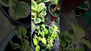 #plants #indoorplants #shorts #shortvideo