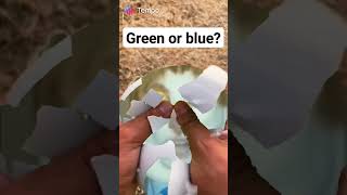 Green or Blue? #egg #tempoapp #tempo