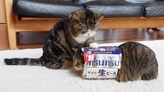 裏ボアビール箱の温かさに気づいてしまったねこ。-Cats noticed the warmth of the beer box lined with boa.-