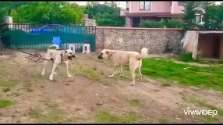 Paşa ve eşi hostes dev çoban köpekleri