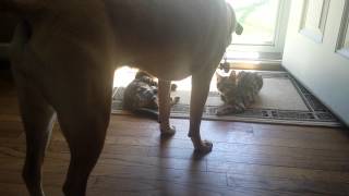 Bengal kittens playing with dog