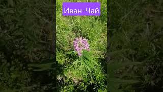 Сбор Иван-Чая на таежной делянке. #природа