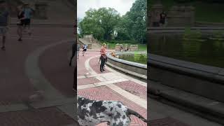 Great Danes Of Central Park | #shorts