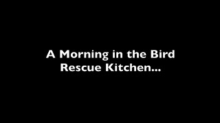 A Morning in the Bird Rescue Kitchen