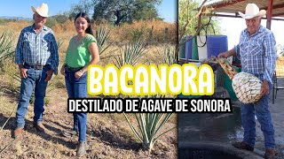 ¿Cómo se hace el BACANORA? Destilado de Agave de SONORA I Turismo con Pao 🤠🥃