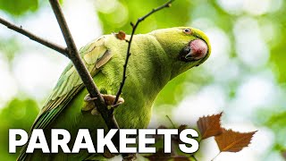 Our Alien Animal: Parakeets | Documentary