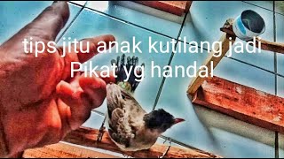 Tips jitu anakan Kutilang jadi Pikat yang Handal