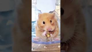 Hamster with walnut 😀