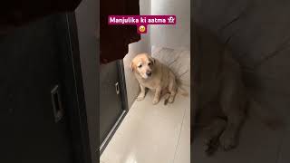 #funny#funnydog #viralshort #doglover #labrador #ghost #aatma #manjulika #youtubeshorts #shortvideo