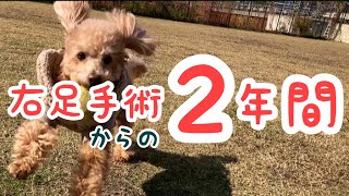 レッグペルテス手術後２年間を追ったトイプードルの足の状態