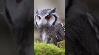 #Spotted# eagle-#owl #white-#faced owl #Snowy# owl #Great grey# owl