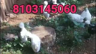 Police cap chicks 2 month old available for sale 8103145060 police cap chicks madhyapradesh bhopal