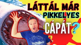 Láttál már pikkelyes cápát? - VAN ITT PÁR ÉRDEKESSÉG