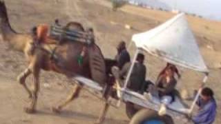 Pushkar Indian  Camel Ride .mp4