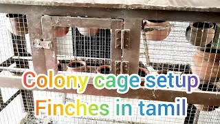 Finches colony cage setup nest pot selection nesting material selection tips in tamil