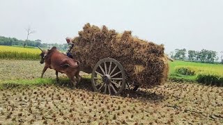 Paddy loaded from deep mud // pulling paddy with bullock cart // The bullock cart videos