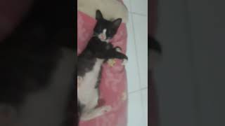 kucing joged kucing lucu nih