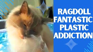 Most INSANE Ragdoll Cat Addiction you Won't Believe!