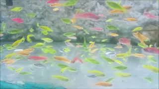 Glofish Zebra Danio - how to care, telling its gender, tank mates, feeding, breeding Glofish danio