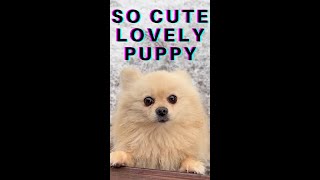 So Cute Lovely Puppy Dog #shorts #funnydoggydog #shortsvideo #youtubeshorts #shortsfeed