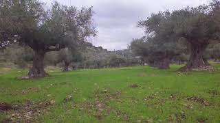 Ein Hod Olive Grove January 2020