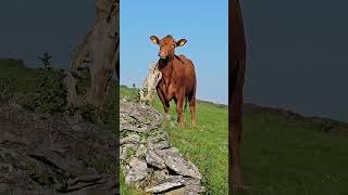 Beautiful Cow Having A good Old Scratch - Relaxing Nature Sounds