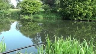 Sussex Rother part 5 How To Win on the Rother #fishingtips