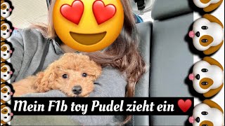 Wir holen unseren Welpen 🐶 ab