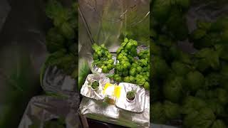 Look! They Are Up Now For Harvesting | Husband's Hydroponics Basil Babies | #shorts #short #reels