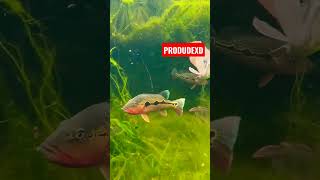 MONSTER FISH TANK |AROWANA| #monsterfish #fish #peacockbass #arowana #fishpond #viral #shorts