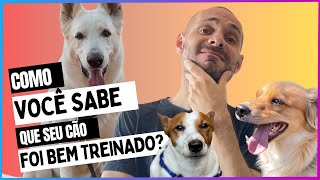 Como você pode ter CERTEZA de que seu cão foi bem treinado? E o que a sua LGTV tem com isso 🤔