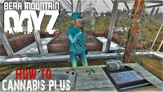 HOW TO Grow Weed Cannabis Plus 3.0 | Bear Mountain | DayZ