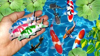 Serok ikan hias warna-warni, ikan koi, ikan mas lucu, ikan komet, ikan manfish, ikan palmas, glofish