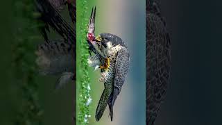 Peregrine Falcon