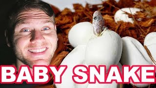 BABY CORN SNAKE HATCHING!