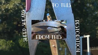 Old Rusty Sheep Shears Restoration - Did My First Restoration ( I Did My Best)