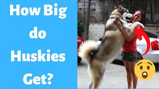 How Big Do Huskies Get? | Husky Size and Growth Stages |