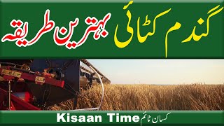 Gandam ki katai gandum ki katai 2024 gandam katne ka tarika گندم کی کٹائی Kisan time