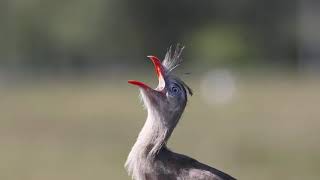 O canto da seriema na Pousada Aguapé