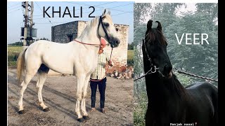 KHALI 2  DARAPUR || VEER DARAPUR || RAVI STRAIN PUNJAB BREED