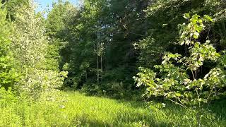 Relaxing Nature Sounds from Kentucky #relaxing #nature #sounds #kentucky #farm