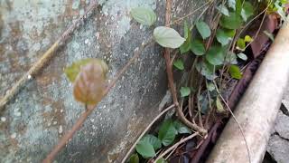 Cara Memperbanyak Tanaman Langit ; Porana Volubilis Pakan Kesukaan Trigona/Kelulut.